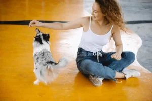 How To Train A Dog With A Free Training App